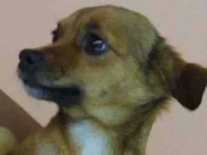 Cachorro raça Sem raça definida idade 6 ou mais anos nome Nina