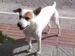 Cachorro raça SRD-ViraLata idade 6 ou mais anos nome Mano