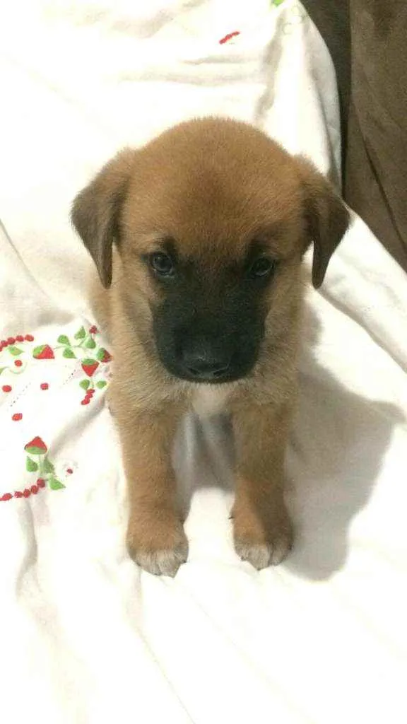 Cachorro raça  idade Abaixo de 2 meses nome Filhotes Solange 