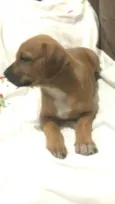 Cachorro raça  idade Abaixo de 2 meses nome Filhotes Solange 