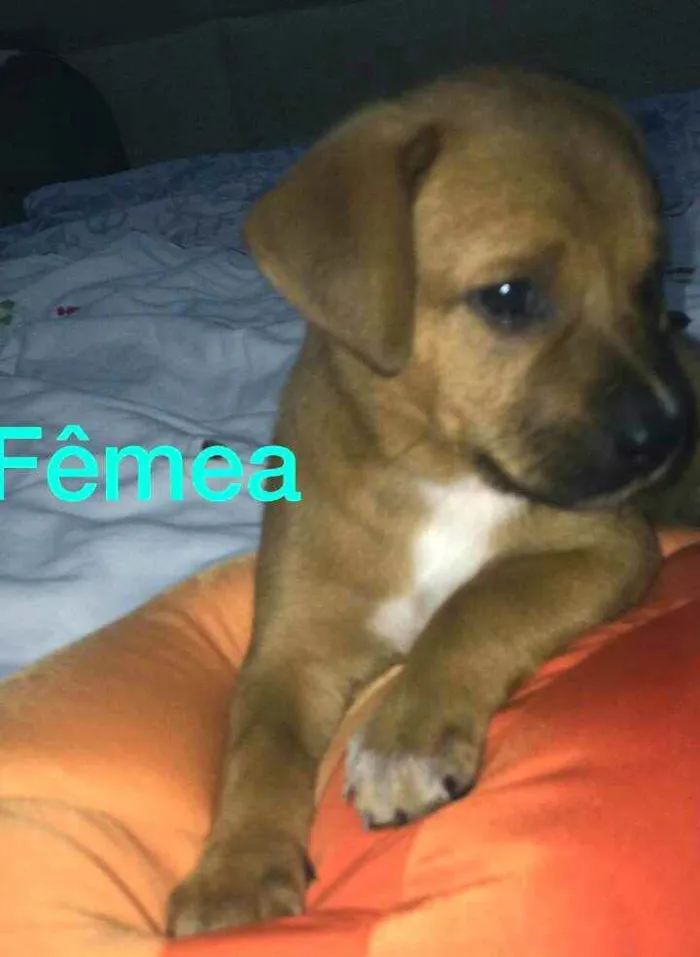 Cachorro raça  idade Abaixo de 2 meses nome Filhotes Solange 