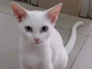 Gato raça Vira lata  idade 7 a 11 meses nome Kauã