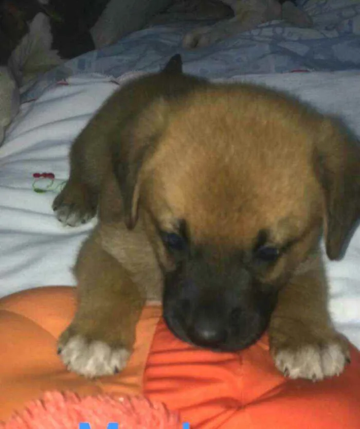 Cachorro raça  idade Abaixo de 2 meses nome Filhotes Solange 