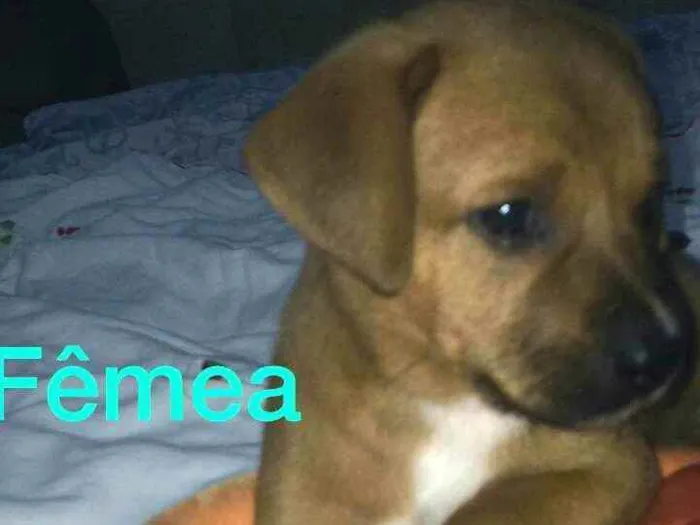 Cachorro raça  idade Abaixo de 2 meses nome Filhotes Solange 