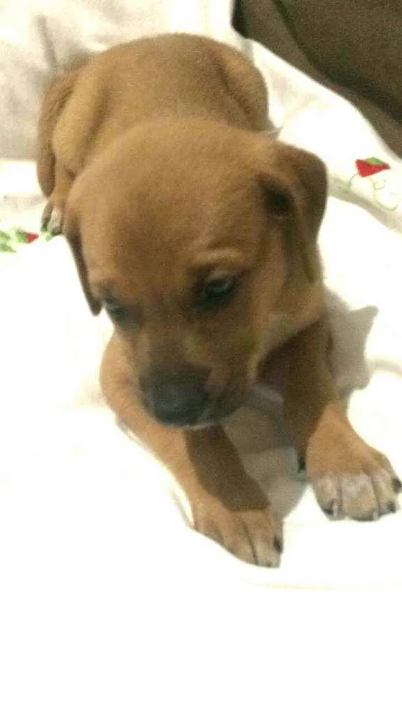 Cachorro raça  idade Abaixo de 2 meses nome Filhotes Solange 