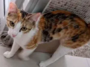 Gato raça Vira lata  idade 7 a 11 meses nome Juju