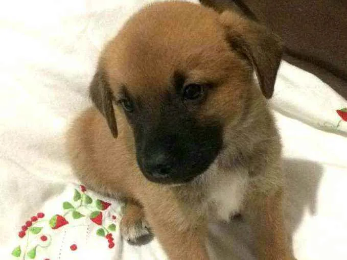 Cachorro raça  idade Abaixo de 2 meses nome Filhotes Solange 