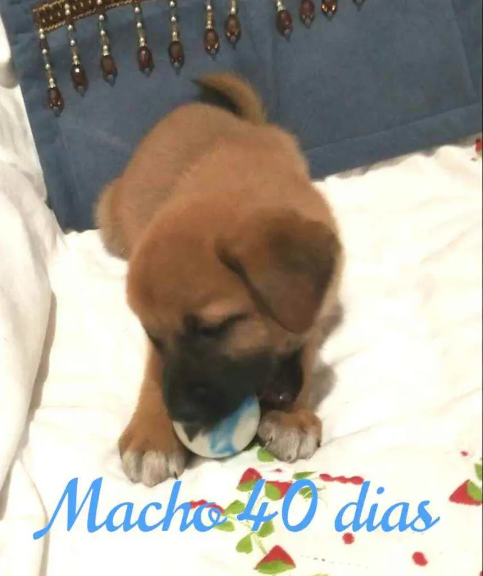 Cachorro raça  idade Abaixo de 2 meses nome Filhotes Solange 