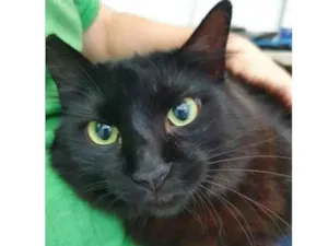 Gato raça Vira lata  idade 3 anos nome Anastacia 