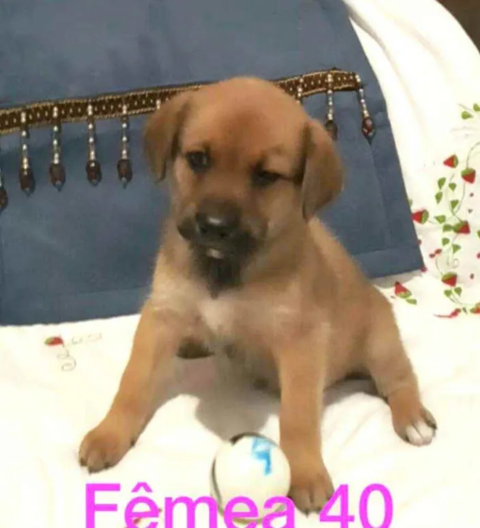 Cachorro raça  idade Abaixo de 2 meses nome Filhotes Solange 