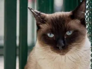 Gato raça Sianes idade 3 anos nome Tarzan