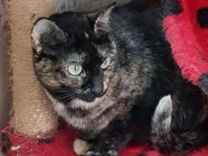 Gato raça Vira lata  idade 3 anos nome Zinha 