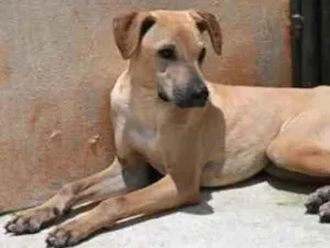 Cachorro raça Vira lata  idade 1 ano nome Alvaro 
