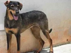 Cachorro raça Vira lata  idade 1 ano nome Mary