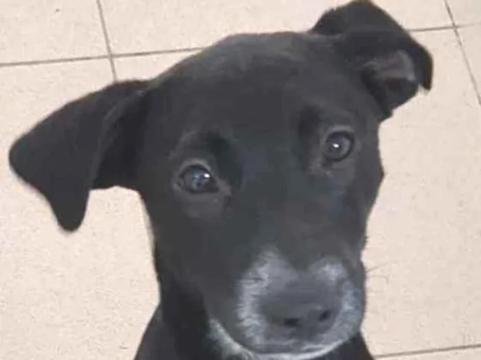 Cachorro raça Vira lata  idade 7 a 11 meses nome Bebel