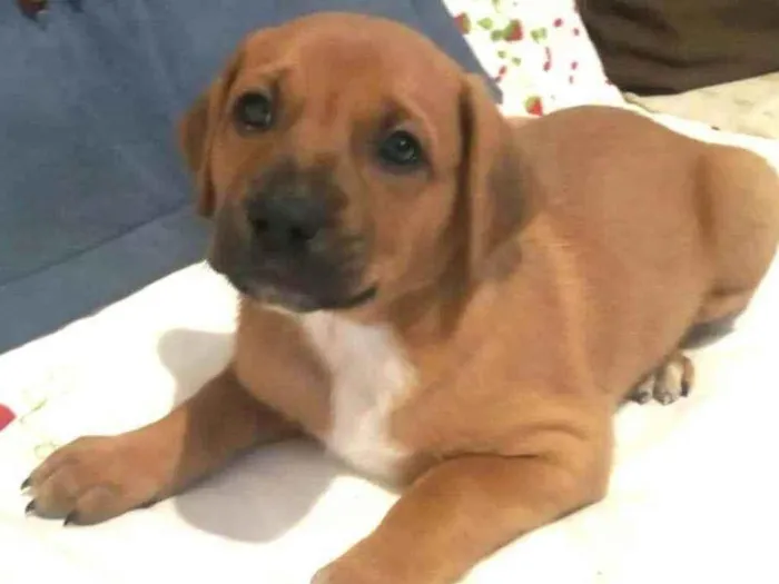 Cachorro raça  idade Abaixo de 2 meses nome Filhotes Solange 