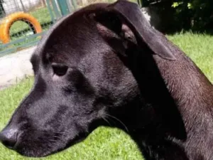 Cachorro raça Mestiça galgo  idade 1 ano nome Lilich