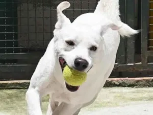 Cachorro raça Mestiço labrador idade 3 anos nome Ras