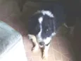 Barão