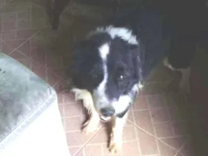 Cachorro raça Boder collie idade 6 ou mais anos nome Barão