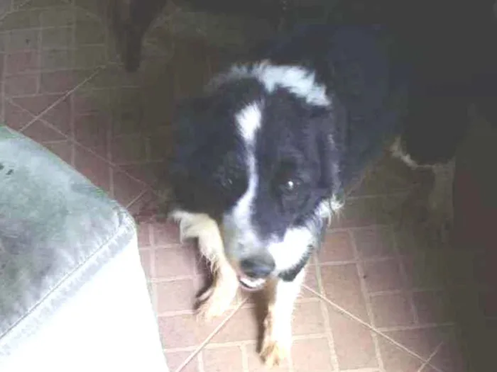 Cachorro ra a Boder collie idade 6 ou mais anos nome Barão
