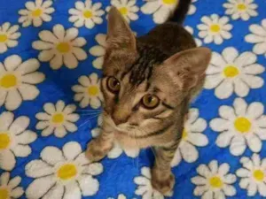 Gato raça S.R.D. idade 2 a 6 meses nome Chico