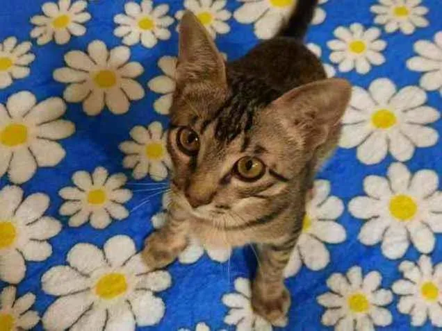 Gato raça S.R.D. idade 2 a 6 meses nome Chico