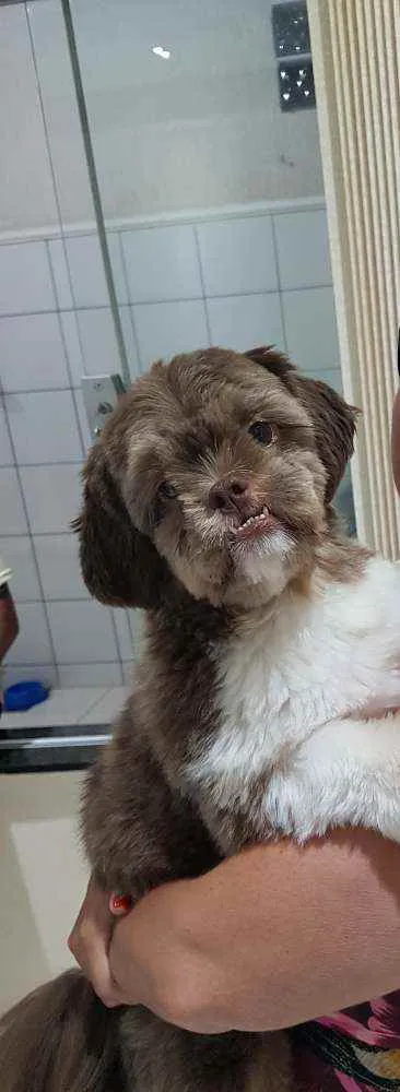 Cachorro raça Shitzu  idade 1 ano nome Tody