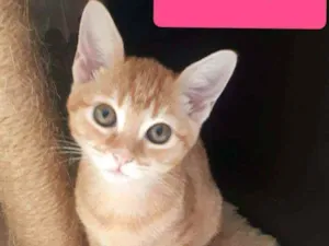Gato raça  idade 2 a 6 meses nome Filhotes Eliana 