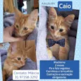 Caio