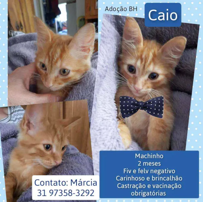 Gato raça Srd idade 2 a 6 meses nome Caio