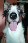 Klaus