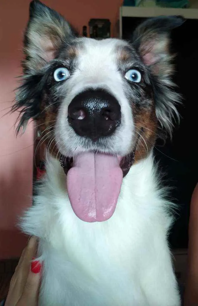Cachorro ra a Border Collie idade 7 a 11 meses nome Klaus
