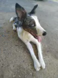 Klaus
