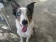 Klaus
