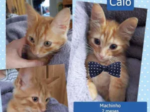Gato raça Srd idade 2 a 6 meses nome Caio
