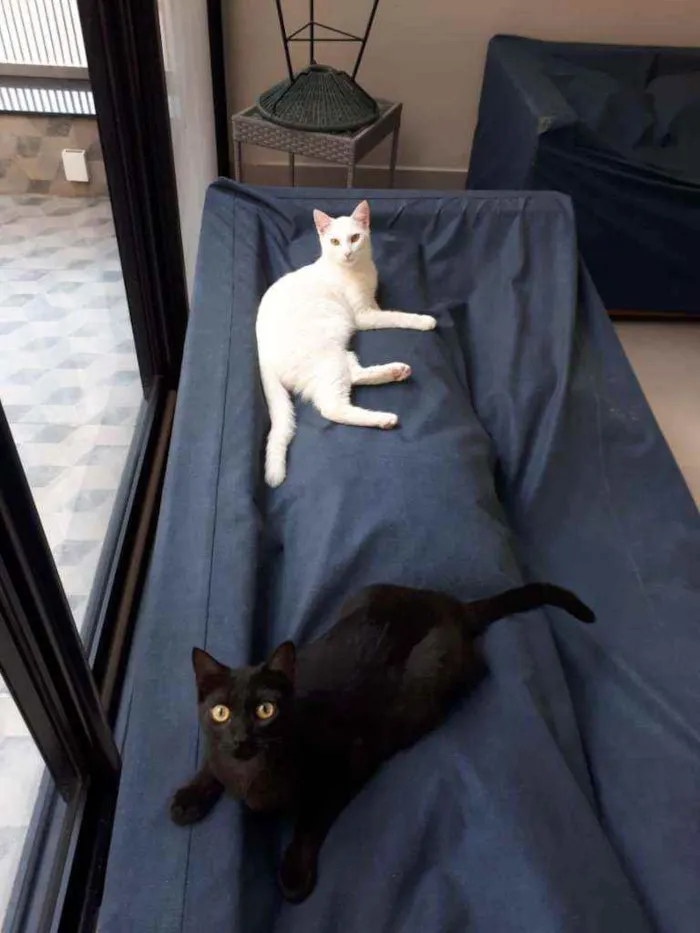 Gato ra a S.R.D. idade 7 a 11 meses nome Zezé Mota e Rod Stew