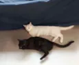Zezé Mota e Rod Stew