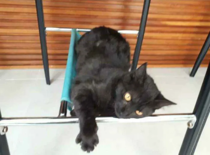 Gato ra a S.R.D. idade 7 a 11 meses nome Zezé Mota e Rod Stew