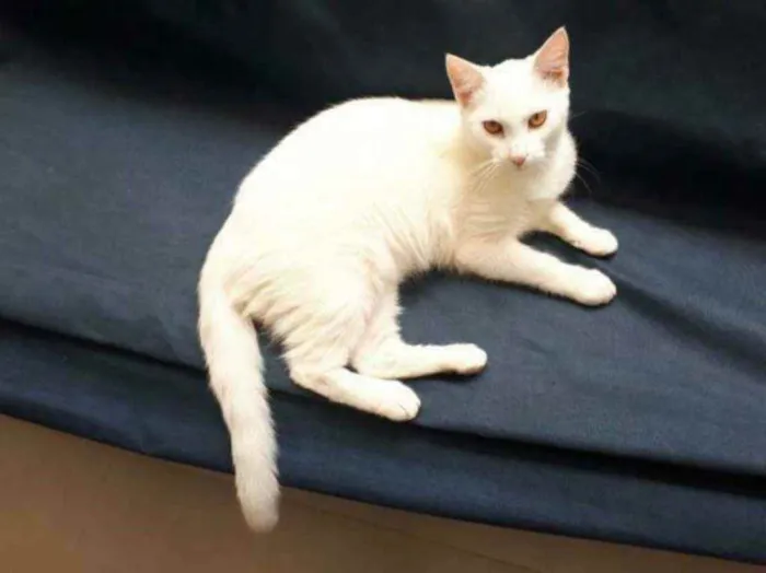 Gato ra a S.R.D. idade 7 a 11 meses nome Zezé Mota e Rod Stew