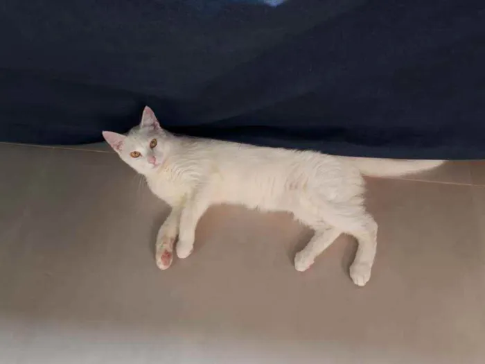 Gato ra a S.R.D. idade 7 a 11 meses nome Zezé Mota e Rod Stew