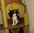 Mingau