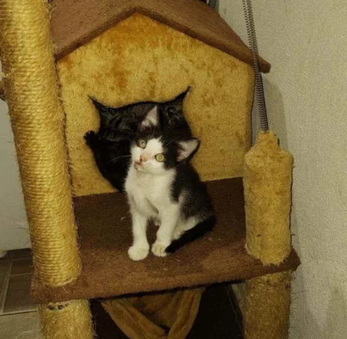Gato ra a S.R.D. idade 2 a 6 meses nome Mingau