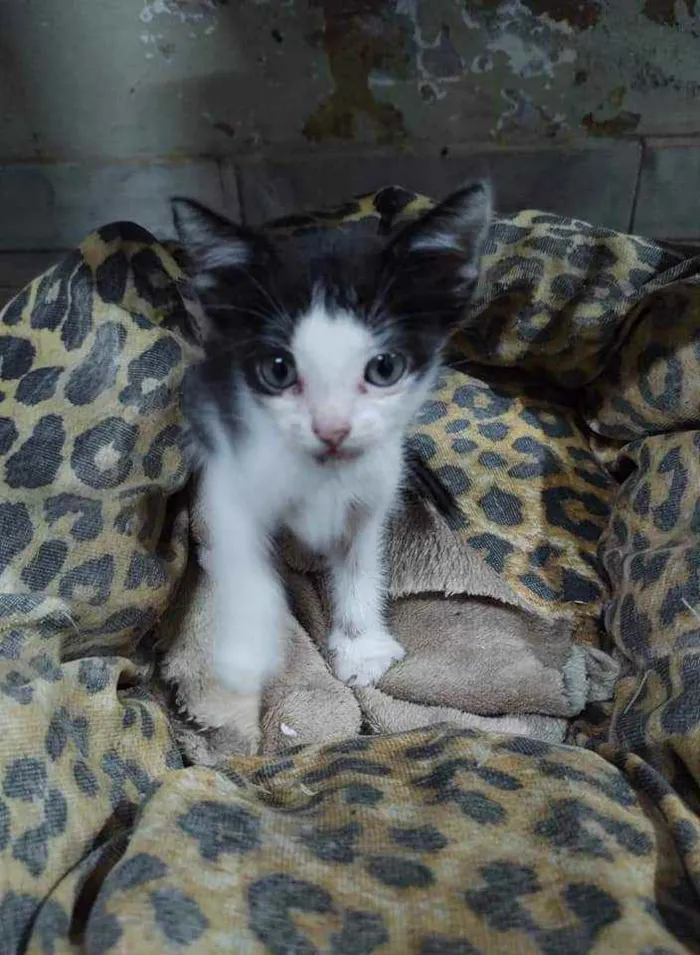 Gato ra a S.R.D. idade 2 a 6 meses nome Mingau