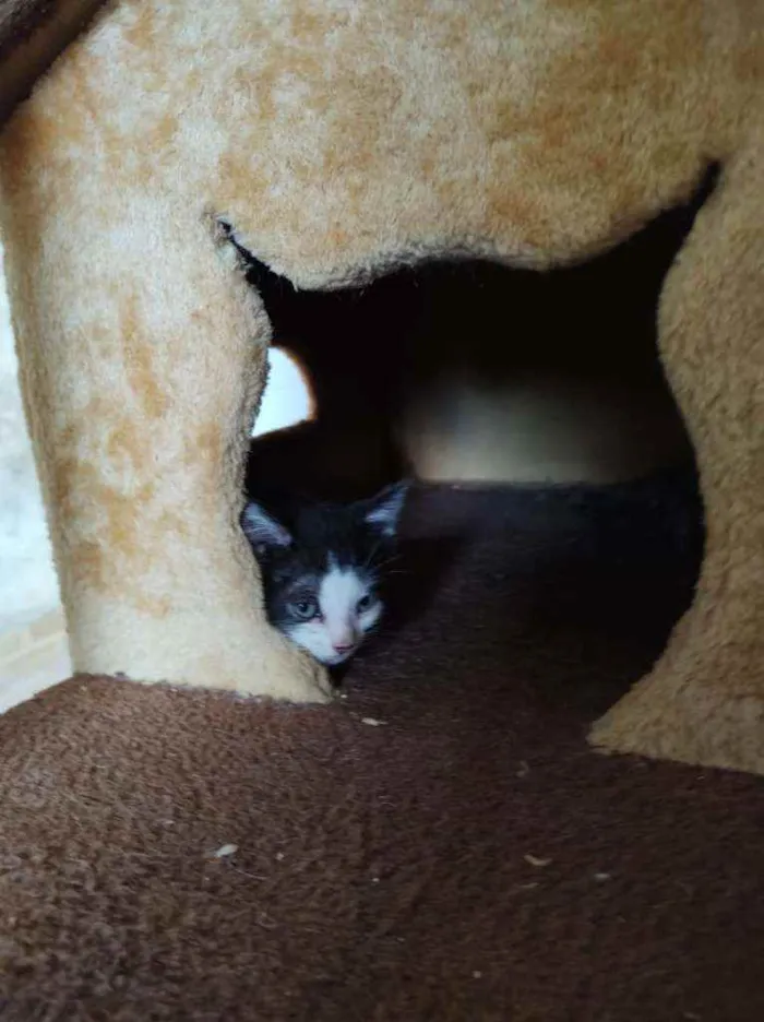 Gato ra a S.R.D. idade 2 a 6 meses nome Mingau
