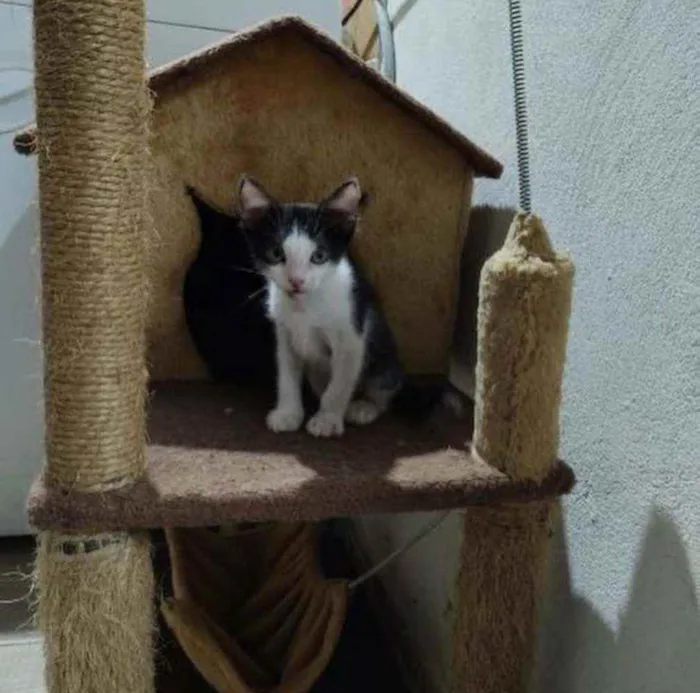 Gato ra a S.R.D. idade 2 a 6 meses nome Mingau