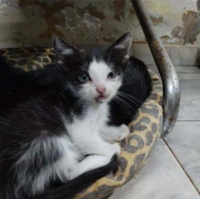 Gato ra a S.R.D. idade 2 a 6 meses nome Mingau