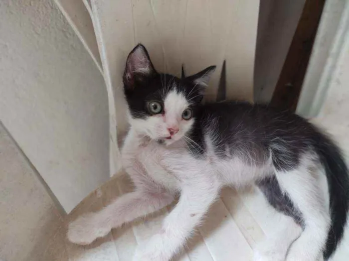 Gato ra a S.R.D. idade 2 a 6 meses nome Mingau