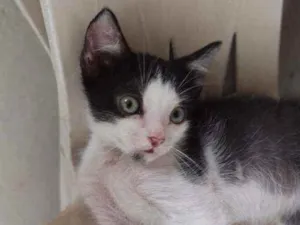 Gato raça S.R.D. idade 2 a 6 meses nome Mingau