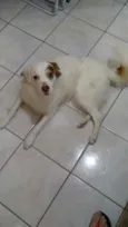 GURIZINHO